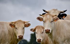 Ирландия пустит под нож 20% своего стада крупного рогатого скота для снижения выбросов метана