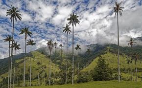 Reuters: Планете грозит катастрофическое изменение климата из-за массового уничтожения тропических лесов 