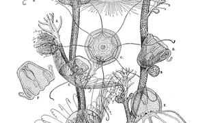 Turritopsis Nutricula - единственное на планете бессмертное существо