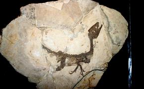 Ученые нашли древний эмбрион динозавра в Китае