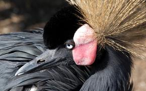 Экосфера: Орнитологи разыскивают 10 пропавших видов птиц