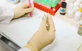 Ученые из ЮАР: при омикрон-штамме снизилась тяжесть заболевания и количество смертей от коронавируса 
