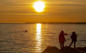 РАН: Угрозы загрязнения воды в Финском заливе отследят по ритму сердца моллюсков