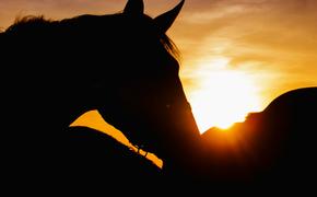 В Алтайском крае неизвестные расстреляли табун лошадей с жеребятами