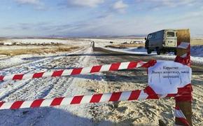 В сельских районах Бурятии — вспышка нодулярного дерматита