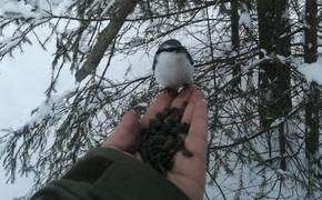 Южноуральцев приглашают пообщаться с синичками и поползнями