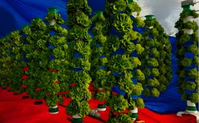 Автор проекта «20 идей по развитию России» предлагает развивать «вертикальное» земледелие