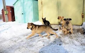 Прокуратура проверяет случаи нападения бездомных собак на людей в Хабаровском крае