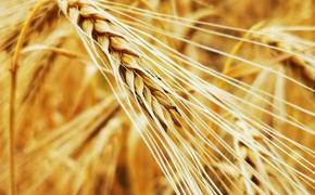 Россия расширяет географию поставок зерна