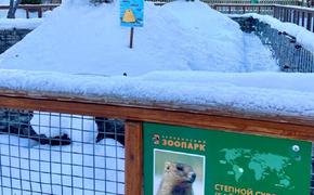 Челябинские сурки отказались предсказывать весну