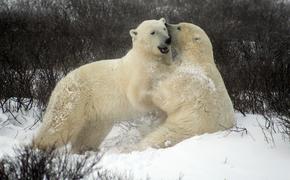 Белые медведи активно мигрируют из США в Россию