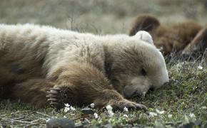 Как в Прибайкалье убивали спящих медвежат ради лакомства в элитных ресторанах Москвы