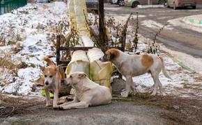 Единороссы предложили усилить ответственность за домашних животных