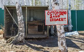 Сегодня в Челябинской области бродячие собаки вновь покусали ребенка