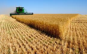 Украинский кризис спровоцировал рост цен на пшеницу