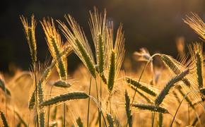 Мировые цены на пшеницу растут