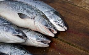 Канаде и Аляске в ближайшее время придется отказаться от промысла лосося из-за повышения средней температуры воды 