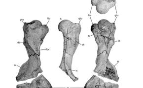 Единственного европейского панголина из раннего плейстоцена описали по плечевой кости