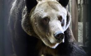 В Челябинском зоопарке проснулись все бурые медведи