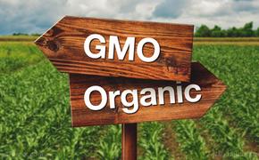 Исследование: ГМО вредны, их следует избегать любой ценой