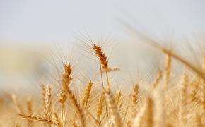 Замглавы МИД Греции Варвициотис призвал страны ЕС готовиться к дефициту зерновых на рынке
