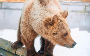 Челябинский зоопарк приглашает на весеннюю экскурсию