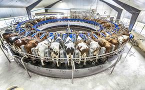 Прикладной иллюзионизм: Так сколько корова даёт молока?