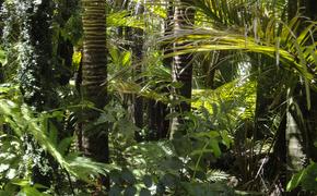 Тропические леса Амазонки в Бразилии достигли нового рекорда обезлесения