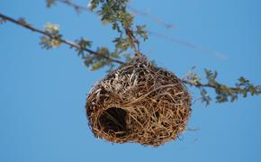 Птицы, которые строят куполообразные гнезда, могут быть обречены