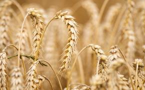 С 27 апреля повысится пошлина на экспорт пшеницы из России