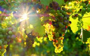 Изменение климата: В Норвегии стали производить вино