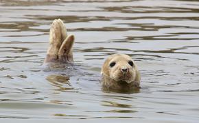 Исследования зубов гренландских тюленей показало, что океан подвергся биологическим, химическим и физическим изменениям 
