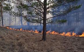 В национальном парке Челябинской области туристы устроили серьезный пожар