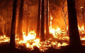 Почему горят леса 