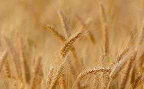 Ученые Красноярска создают новые сорта зерновых и бобовых культур для импортозамещения