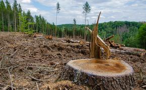Несмотря на горящие леса в Сибири, продолжается незаконная рубка деревьев