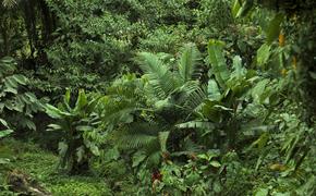 Увеличение углекислого газа в атмосфере положительно влияет на количество цветов в тропических лесах