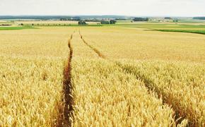Владимир Путин заявил, что урожай зерна в России в 2022 году составит 130 млн тонн