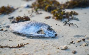 Начиная с октября прошлого года в Англии фиксируют крупные выбросы мертвых крабов, омаров и других морских обитателей