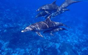 Дельфины выстраиваются в очередь для самолечения кожных заболеваний в коралловых «клиниках»