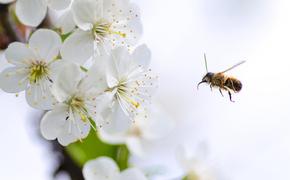 Почему вымирают пчёлы или как остановить пчелиный апокалипсис