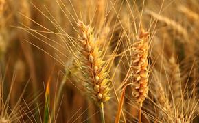 Цена на пшеницу вырастет почти в два раза