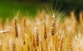 В США неурожай пшеницы