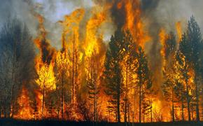 В Хабаровском крае действуют четыре лесных пожара 