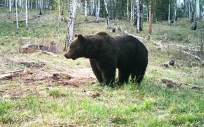 В Сибири медведи всё чаще выходят к людям