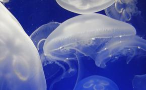 Евросоюз решил съесть всех медуз, переполнивших Средиземное море