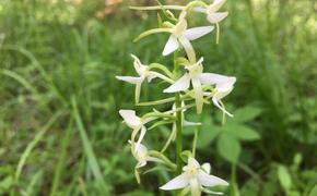 В национальном парке Челябинской	области распустились орхидеи