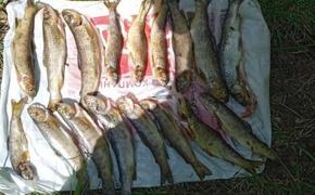 На «Таганае» браконьеры выловили 17 килограммов краснокнижной рыбы