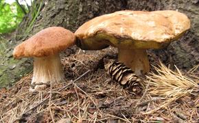 На Таганае пошли белые грибы