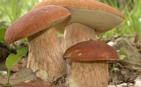 95% дикорастущих грибов в России так никем и не собирается
